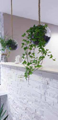 two potted plants are hanging from a wall at Studio zen et cosy, neuf en pleine ville in Saint-Claude