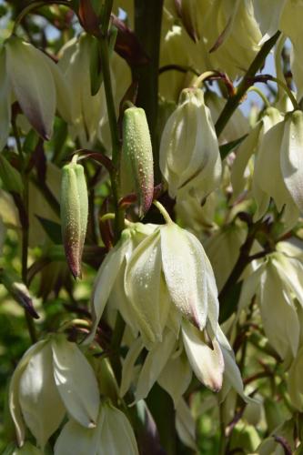 a group of white flowers on a tree at LA CASA DI CHIANNI La Pieve in Chianni