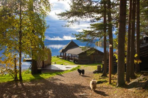 two cats walking down a dirt road next to a cabin at Herranniemi Guesthouse in Vuonislahti