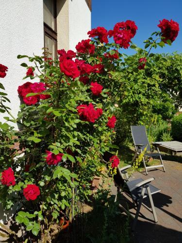 Zahrada ubytování Villa Charlotte