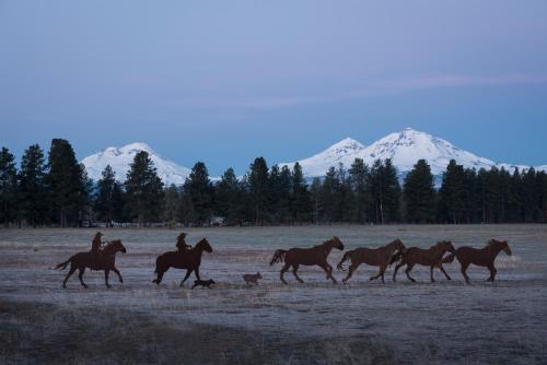 a group of horses running in a field with a dog at GrandStay Hotel & Suites in Sisters