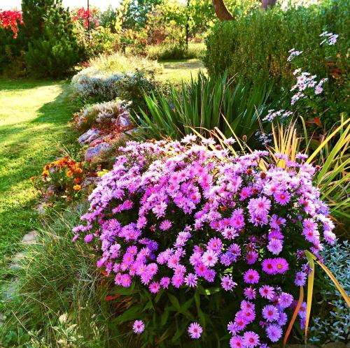a bunch of flowers in a garden at Clara Valis - Village House in Doľany