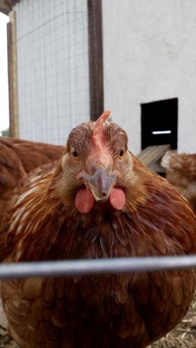a brown chicken is sitting in a cage at B & B Monte Adamo in Conversano