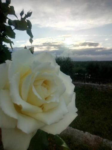 a white rose sitting on top of a field at B & B Monte Adamo in Conversano