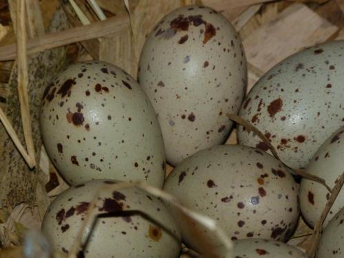 a bunch of white eggs in a basket at ferme pedagogique des pennetieres in Montcorbon