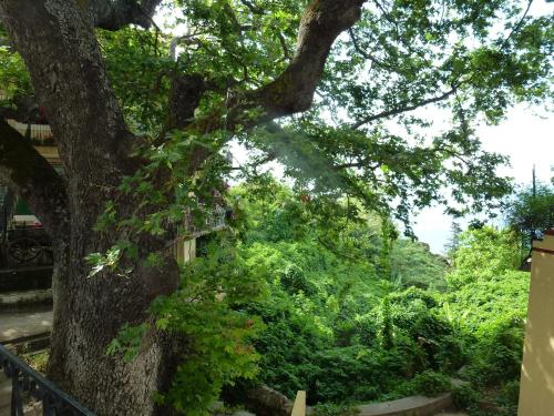 a tree with ivy growing on the side of it at Marinos Studios at Lourdata village in Lourdhata
