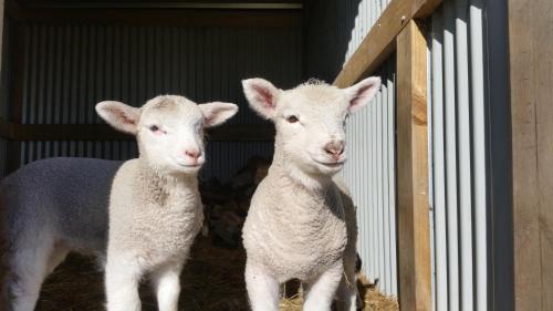 Altri animali domestici presso il bed & breakfast o nei dintorni