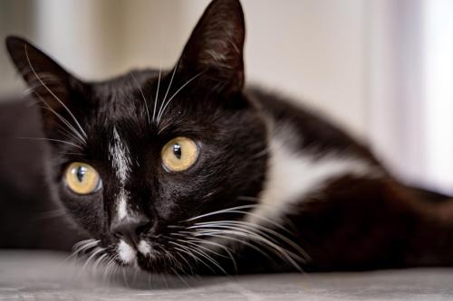 a black and white cat laying on the floor at Agrikea in Korissia