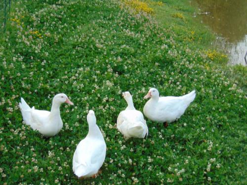 a group of white ducks standing in the grass at Agriturismo Circugnano in Grassina