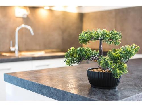 Olive Tree Apartments