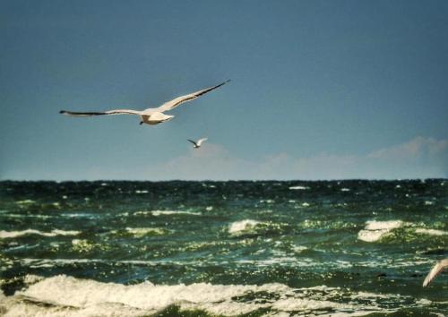 two seagulls flying over a body of water at Ledan in Chłopy