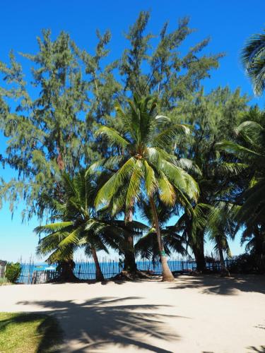 a group of palm trees on a beach at MADIROKELY HOUSE Nosy Be in Ambatoloaka