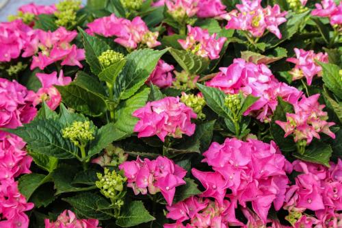 a bunch of pink flowers with green leaves at Apartments Seka in Hvar