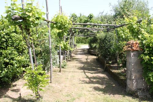 a garden with a pergola and some plants at Agriturismo Piccolo Paradiso in Piano di Sorrento