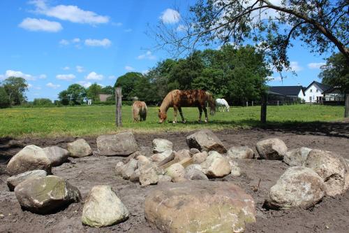a group of horses grazing in a field with rocks at Hedegaard Holiday Apartments in Give