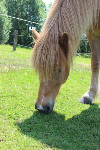 a horse with long hair grazing on the grass at Hedegaard Holiday Apartments in Give
