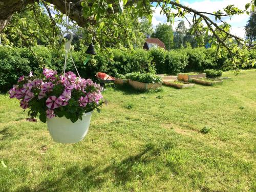a pot of pink flowers hanging from a tree at Pensionat Kanalvillan in Väddö