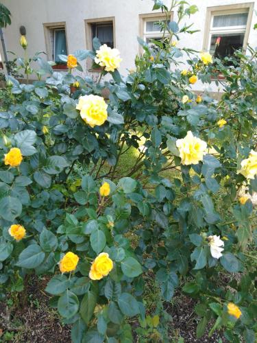 a garden of yellow roses in front of a building at Landpension Haupt in Sebnitz