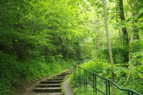 a set of wooden steps on a forest trail at Les Pommiers in Ellezelles