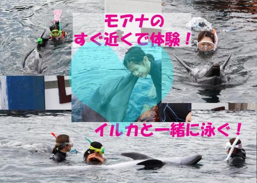 a collage of photos with dolphins in the water at Izu no Ie UNO in Ito