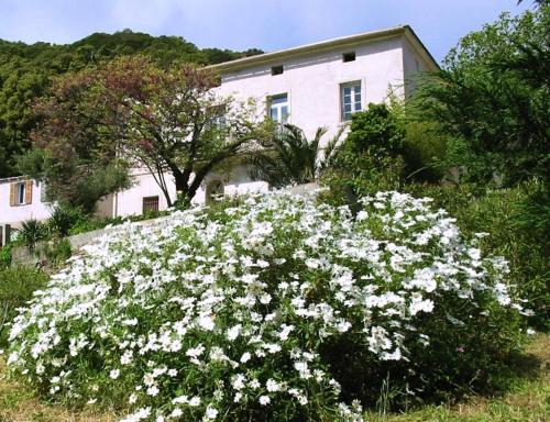 a field of white flowers in front of a house at Casa A Rota Chambres d'Hôtes in Ersa