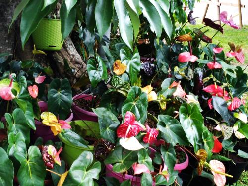 a bunch of plants with flowers in a garden at ti kaz perchée in LʼEntre-Deux