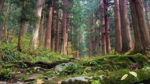 a painting of a forest with trees and rocks at Blueberry Pension Madarao in Iiyama