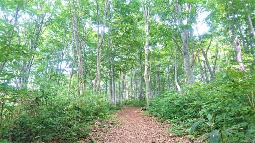 a dirt trail in a forest with trees at Blueberry Pension Madarao in Iiyama