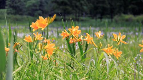 a group of orange flowers in a field at Blueberry Pension Madarao in Iiyama
