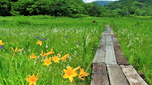 a wooden path through a field of flowers at Blueberry Pension Madarao in Iiyama