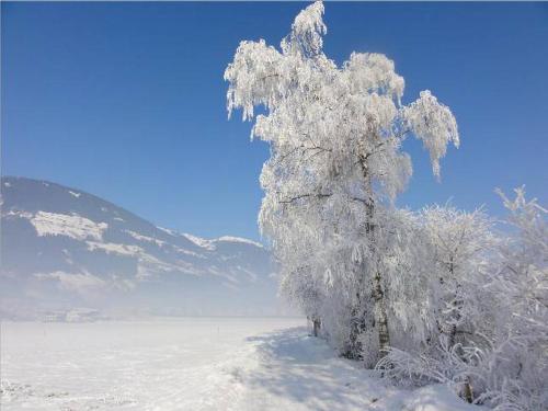 a tree covered in snow in a snowy field at Landhaus Tirol in Zellberg