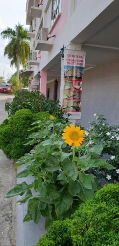 a yellow flower in front of a building at 56 HOTEL in Mentekab