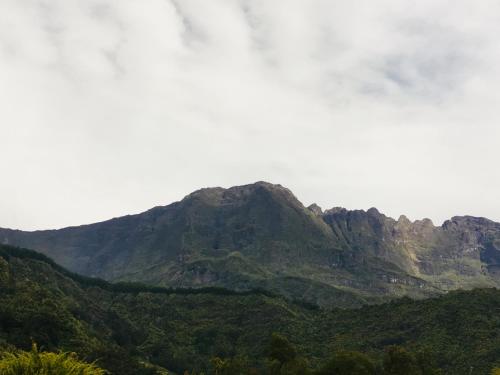 a mountain in the distance with trees in the foreground at Chambres d'hôtes l'Orchidée Rose in Salazie