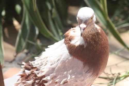 a brown and white bird standing in front of a plant at Hotel Happy Caretta in Dalyan