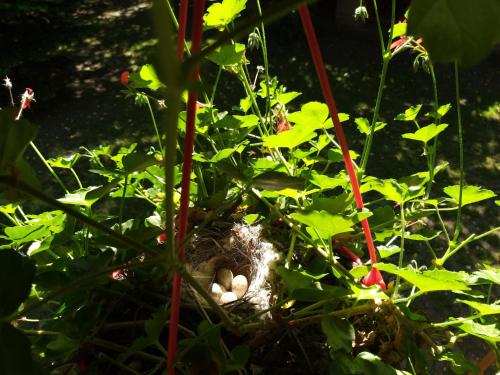 Un jardín fuera de Németh Tanya Vendégház