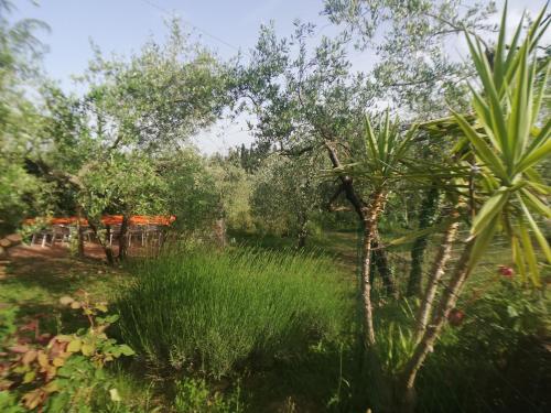 a garden with a palm tree and grass at Agriturismo "Crocino in Chianti" in Gaiole in Chianti