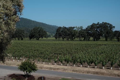 a field of crops with a road in the foreground at The Setting Inn Napa Valley in Napa