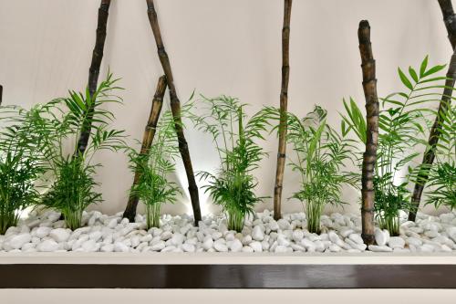 a row of bamboo plants on a white shelf at Amnis suites in Santa Maria di Castellabate
