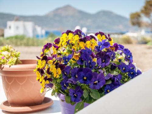 a bouquet of purple and yellow flowers in a vase at Christina Rooms in Adamas