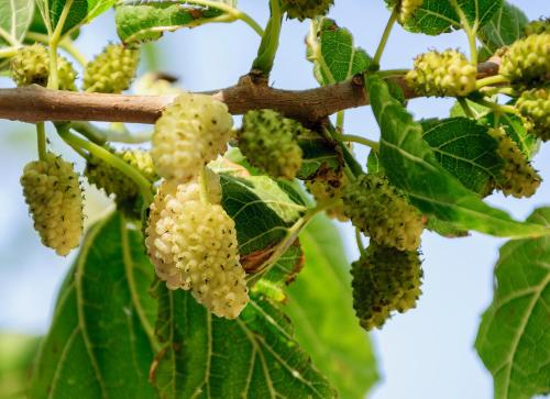 a bunch of green grapes hanging from a tree at Christina Rooms in Adamas