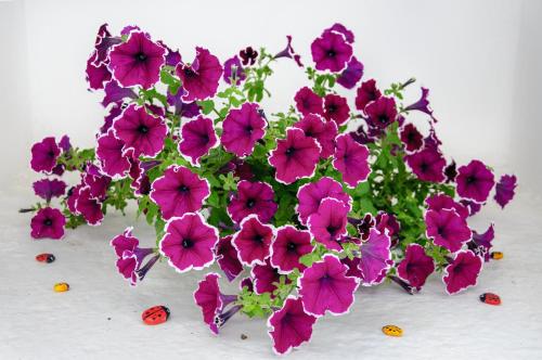a bunch of pink flowers sitting on a table at Christina Rooms in Adamas