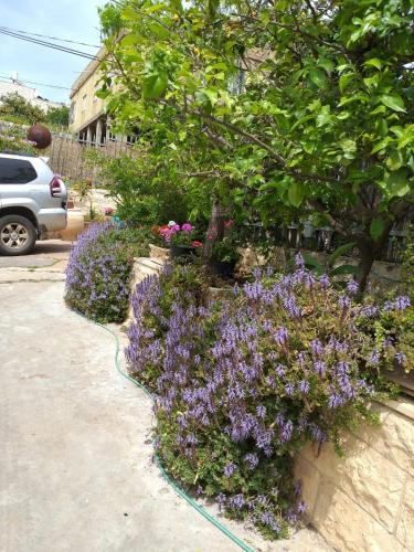 a bunch of purple flowers in a yard at valentine House in Deir Ḥannā