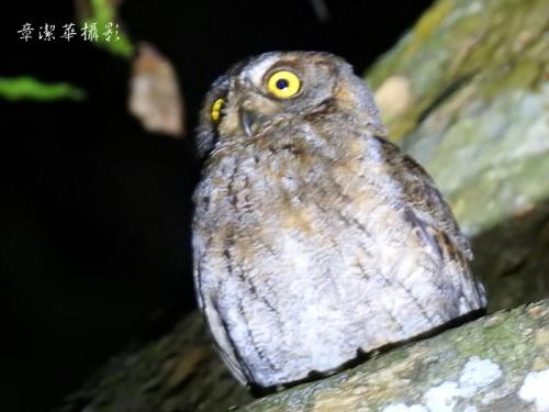 B&Bの敷地内または近くにいる動物