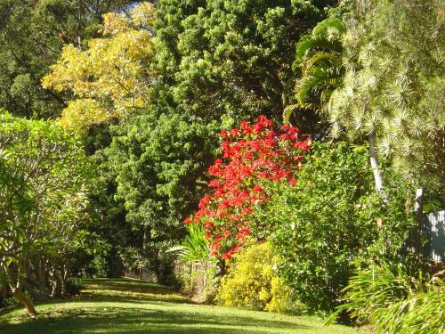a garden with red flowers and trees and grass at Sensom Boutique Bed and Breakfast in Coffs Harbour