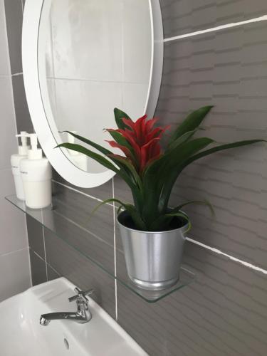 a red plant in a silver pot next to a mirror at The Quintet, Tower Ethel in Tanah Rata