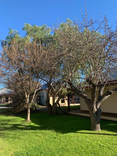 a group of trees in the grass in front of a house at Dunkeld Village Accommodation - formally Dunkeld Studio Accommodation in Dunkeld