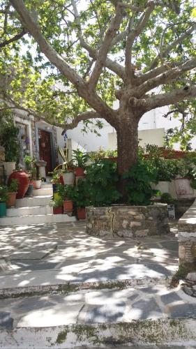 a tree in front of a building with a sidewalk at Fasolas square house "FREIDERIKI" is located 30 stairs up from the main road and it is in the old market "fasolas" and next to the museums in Philotium