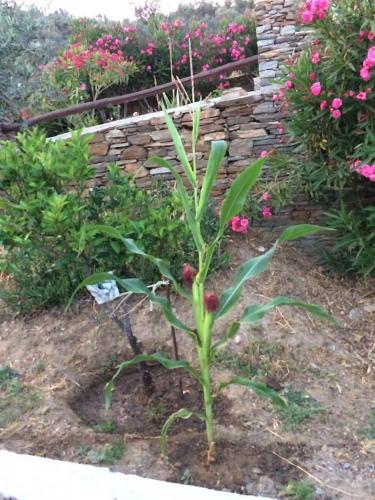 a plant in the ground next to a stone wall at Villa Costa Studios in Vathi, Sifnos