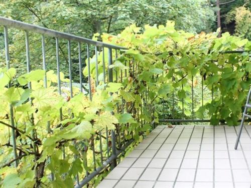 una cerca de metal con plantas verdes creciendo en ella en Hotel Winneburg en Cochem