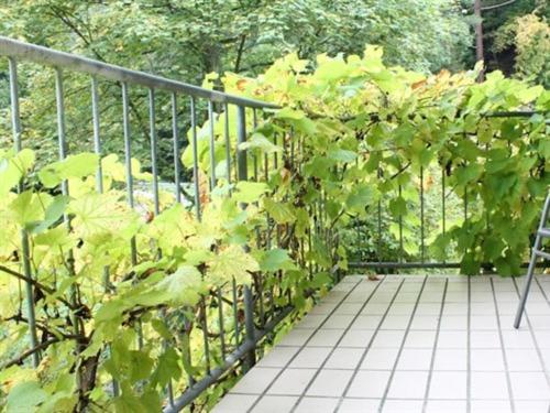 Κήπος έξω από το Hotel Winneburg